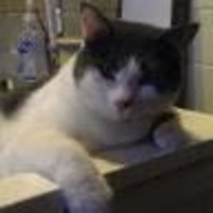 Meet your Posher, Molly